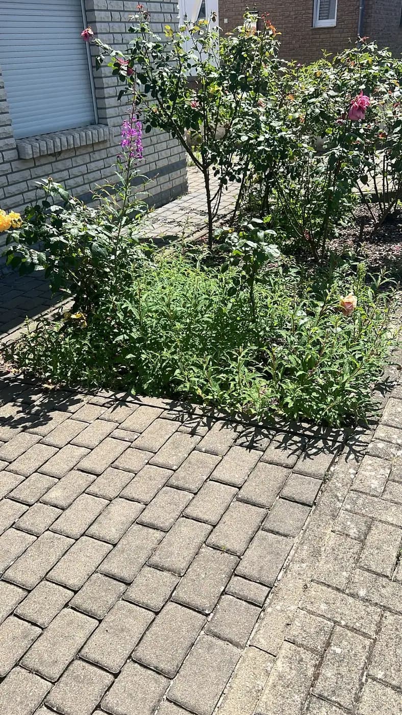 Rosenbeet neu aufgesetzt — vorher
