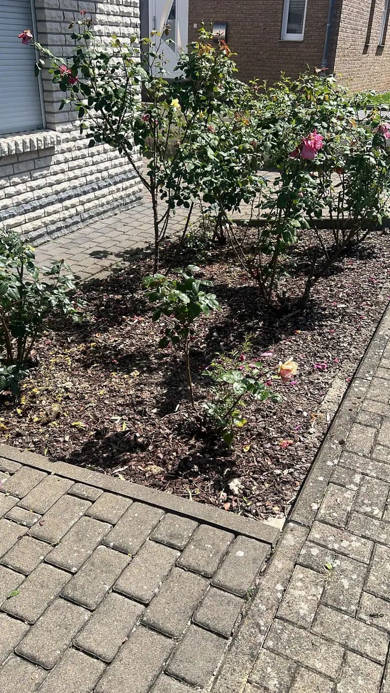 Freigeräumtes und gemulchtes Rosenbeet an der Auffahrt