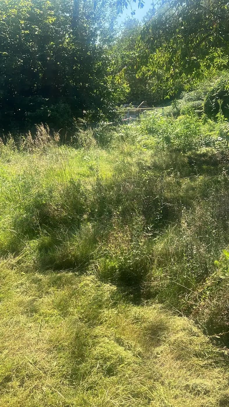 Wiese zurückgeholt — vorher
