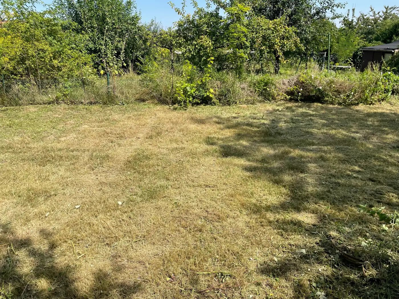 Gemähte Freifläche, wo zuvor hüfthohes Gras stand