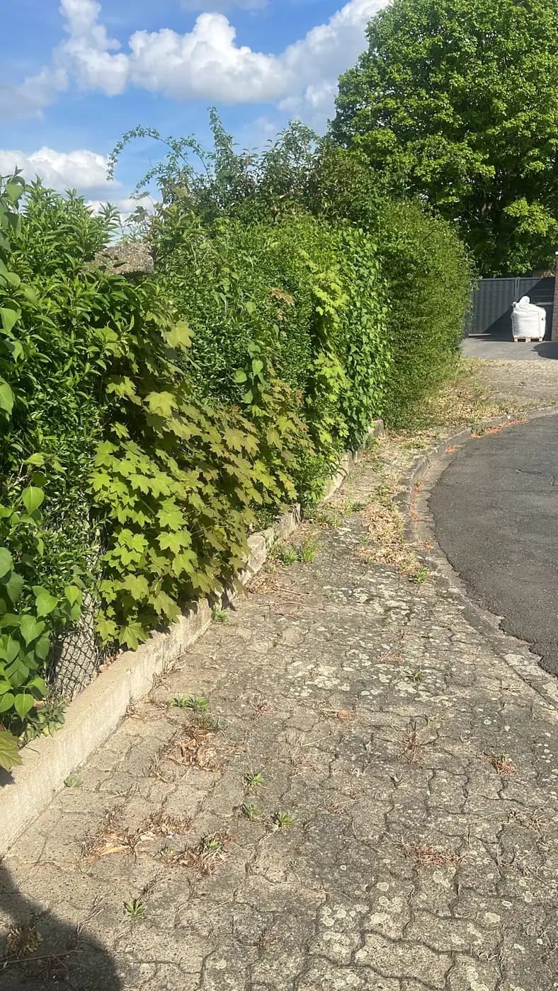 Zufahrt freigeschnitten — vorher