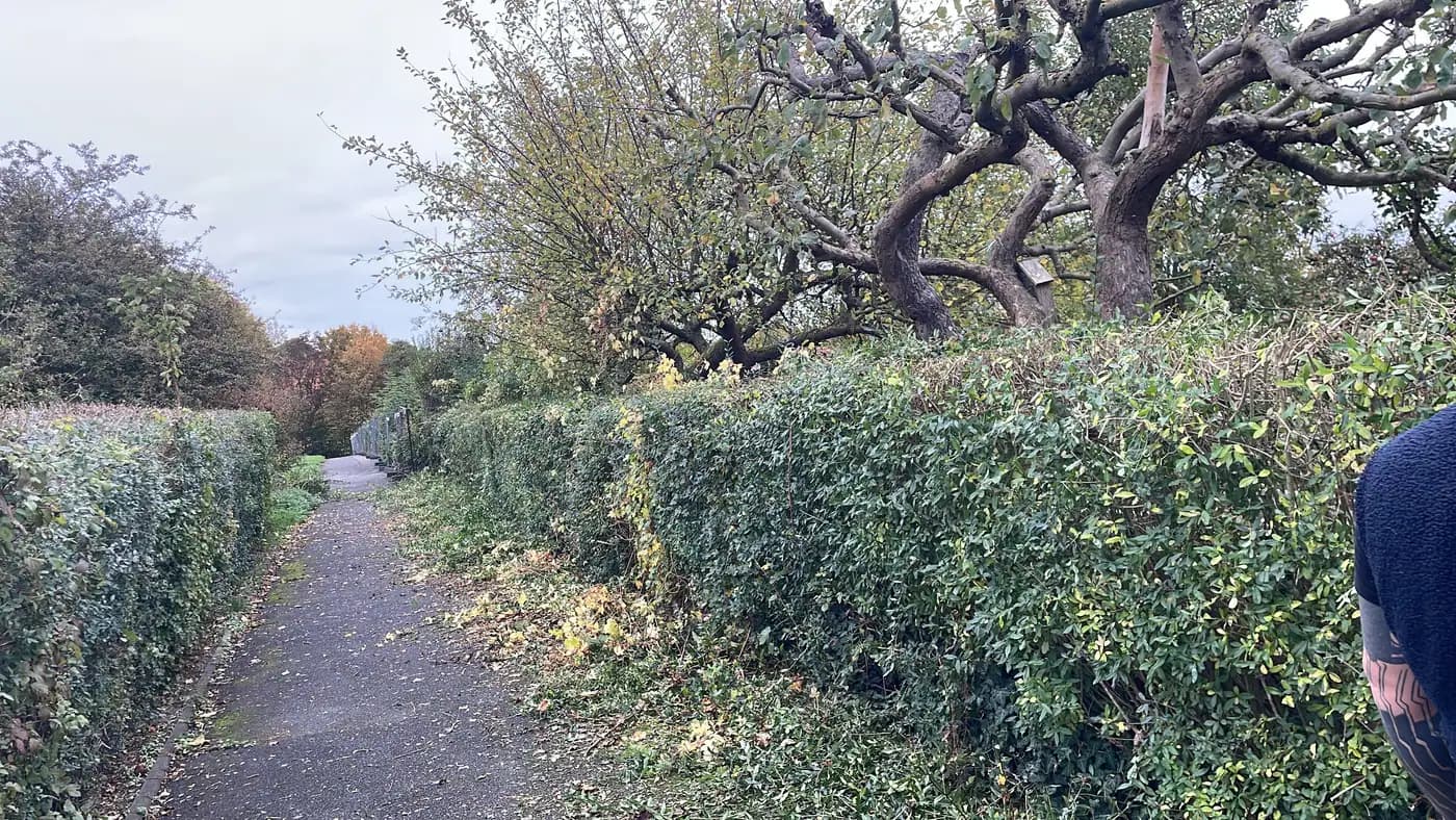 Hecke auf Form gebracht — nachher