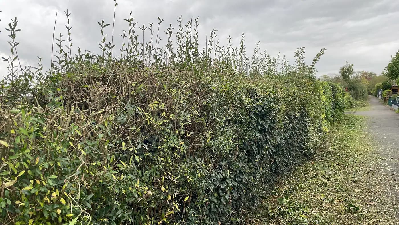 Hecke auf Form gebracht — vorher