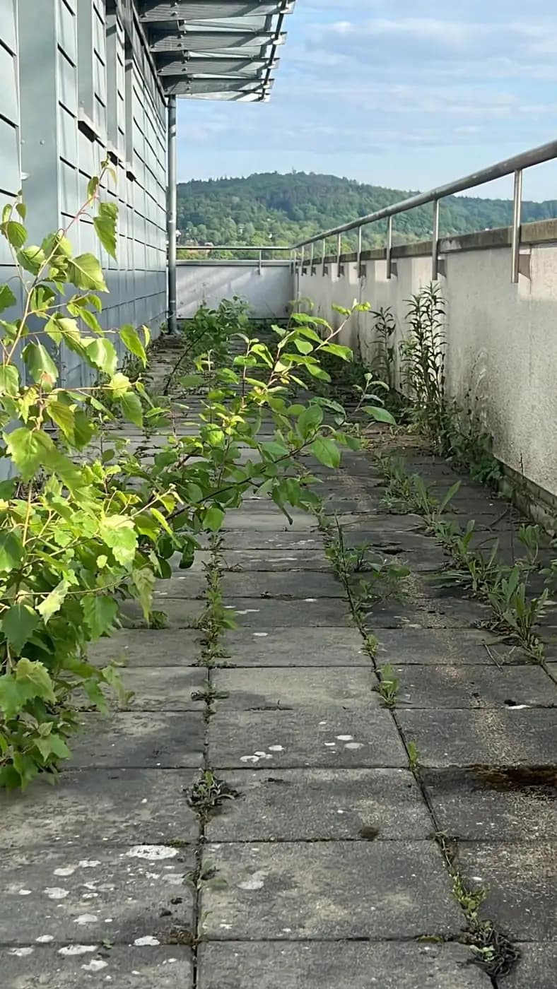 Dachterrasse entkrautet — vorher